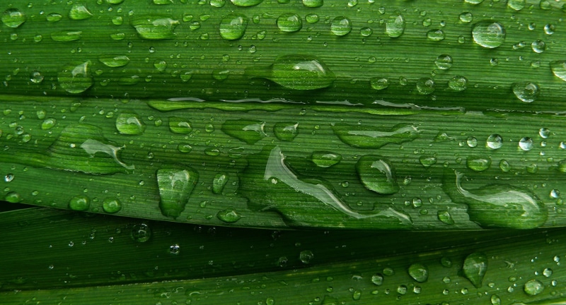 green, 1080P, water droplets, abstract, droplets, wet, water, dew, close up, digital, pattern, drop, close-up, green leaf, Raindrops, macro, backgrounds