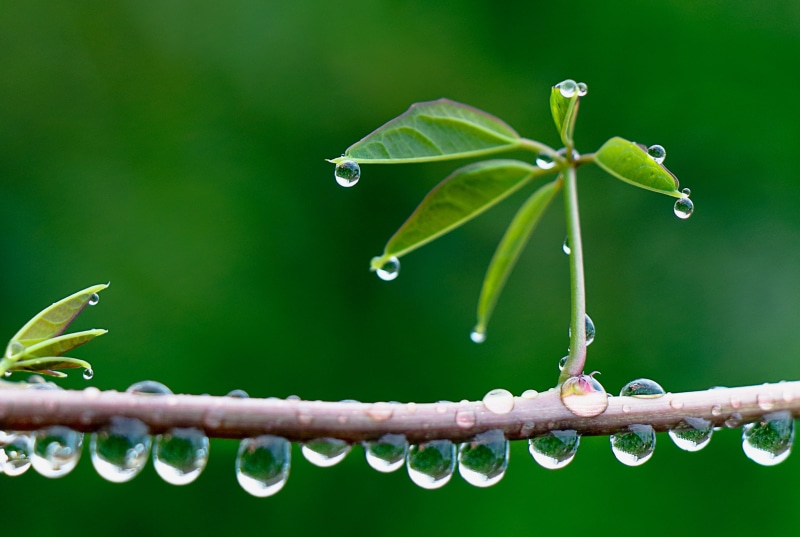 dew, Bokeh, shot, green Color, after the rain, raindrop, nature, nass, drops, drop, photography, summer, leaves, wet, macro, freshness, reflections, macro shot