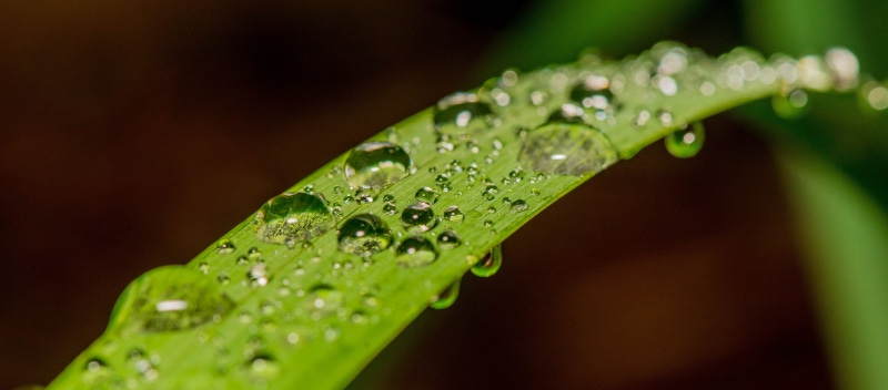 raindrop, freshness, photography, rain, green Color, water, drop, nature, backgrounds, liquid, drops, close-up, plant, environment, leaf, dew, wet, 5K