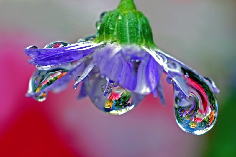 drop, purple flower, raindrop, chandelier, 2K, blown glass, purple, dew, closeup, wet, BRAVO, drops, macro photography, flower, water, photography, refraction