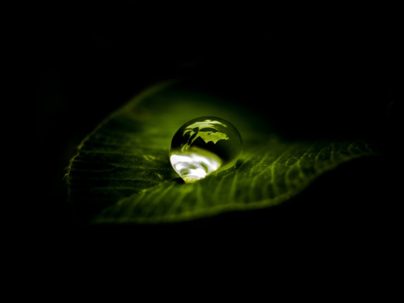 amazing, drop, growth, copy space, close-up, purity, a drop of, plant part, garden, photography, dew, liquid, nature, green, plant, environment, drops