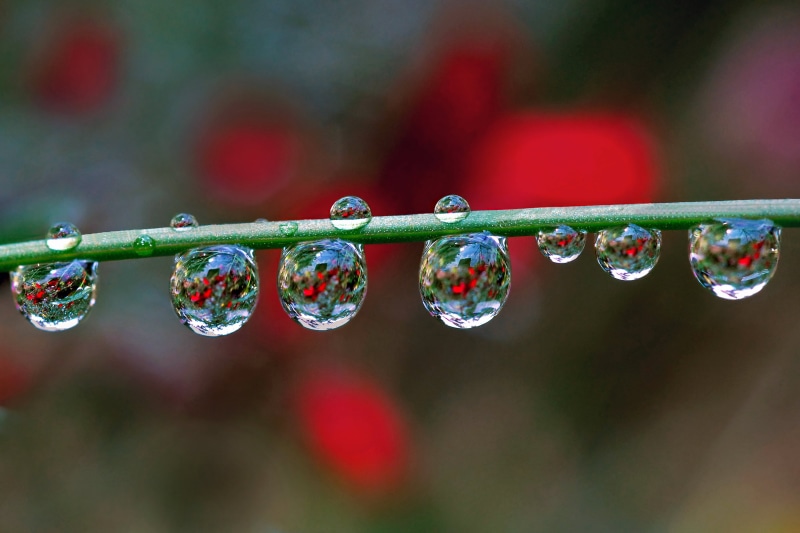 Water, nature, selective, refraction, freshness, green Color, selective focus, raindrop, dew, close-up, drop, wet, photography, focus, macro, 2K, backgrounds