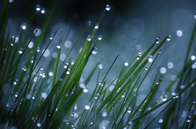 green, close-up, lamps, green Color, morning, water, grass, solar, lawn  grass, backgrounds, abstract, drops, rain, summer, sparkling, photo, plant, selective