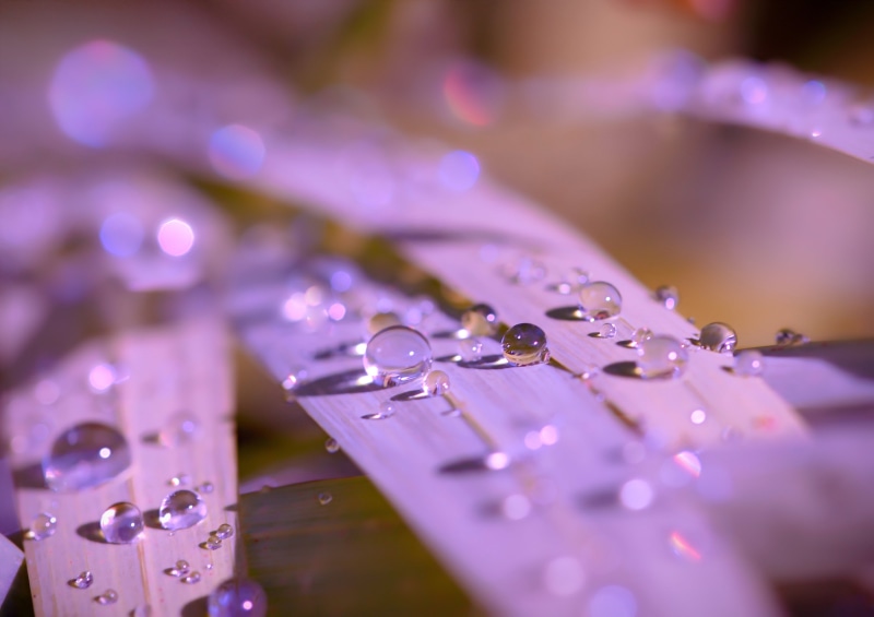 macro, backgrounds, leaf, close-up, liquid, purple, abstract, 4K, water, nature, drop, drops, dew