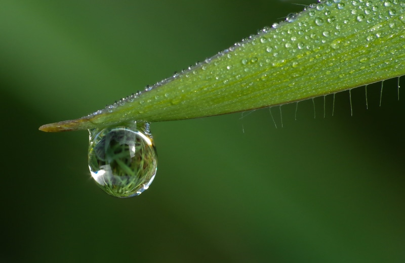water drop, rain, Tamron, drop in, raindrop, green, Pentax K-30, wet, 2K, photography, macro, freshness, dew, drop, plant, flowers, green leaf, environment