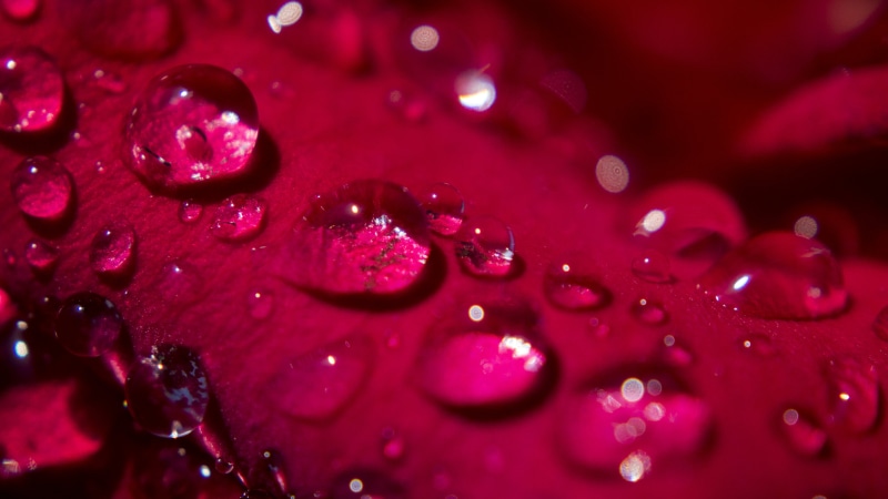 freshness, morning  dew, texture, Petal, unique, backgrounds, drop, Rose, water, dew, drop of water, Morning Dew, raindrop, droplets, macro, pedal, silky