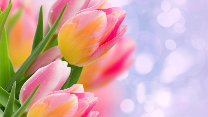 bouquet, freshness, color, fresh, season, plants, april, stem, natural, blooming, love, tulips, spring, flora, tulip, flower, blossom, grass, garden, petals