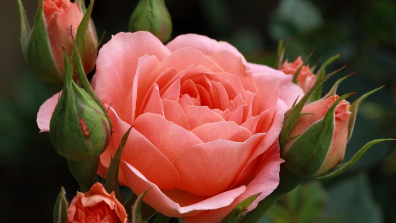 flora, garden, romantic, petals, wedding, 1080P, bouquet, leaf, botanical, valentine, bright, bud, blossom, floral, fresh, rose, petal, summer, season