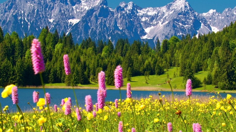 april, nature, tree, tulip, bloom, flowering plant, forest, mountain peak, season, plant, pink, blossom, lake, grass, morning, floral, bright, spring, pattern