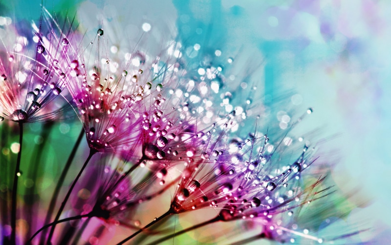 sparkle, glittering, season, celebration, drops, fragility, flower, growth, purple, decorative, decoration, photogarphy, vibrant, light, dew, vibrant color