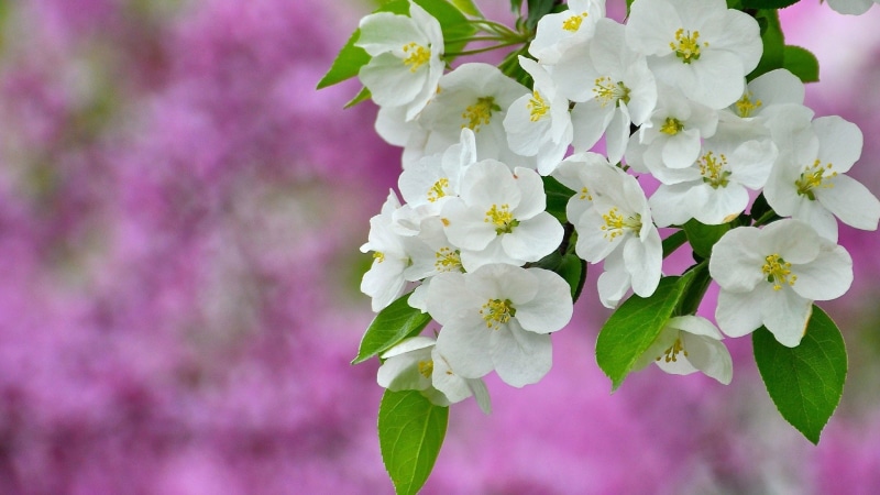 leaf, stem, petal, decoration, plant, florist, bloom, design, gift, botany, growth, pattern, garden, tree, blooming, blossom, lilac, summer, closeup, natural