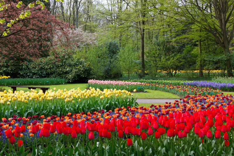 no people, assorted, flower, flower Head, pink Color, green, daytime, multi Colored, 4K, vulnerability, tulips, holland, trees, flowering plant, ornamental garden