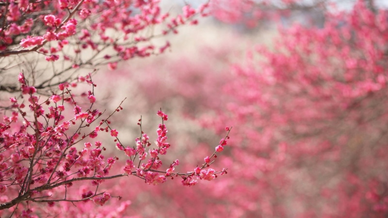 closeup, pink, decoration, leaves, floral, almond, purple, petals, bunch, plant, gardening, spring, pattern, garden, tree, bud, 1080P, bright, blossom