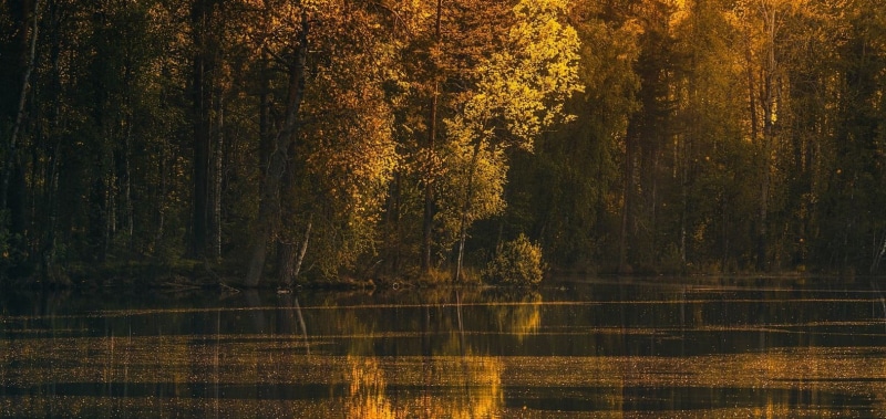 gold Colored, vibrant Color, outdoors, body, green, tranquility, sunlight, reflection lake, 720P, land, woodland, scenics - nature, tree, non-urban scene