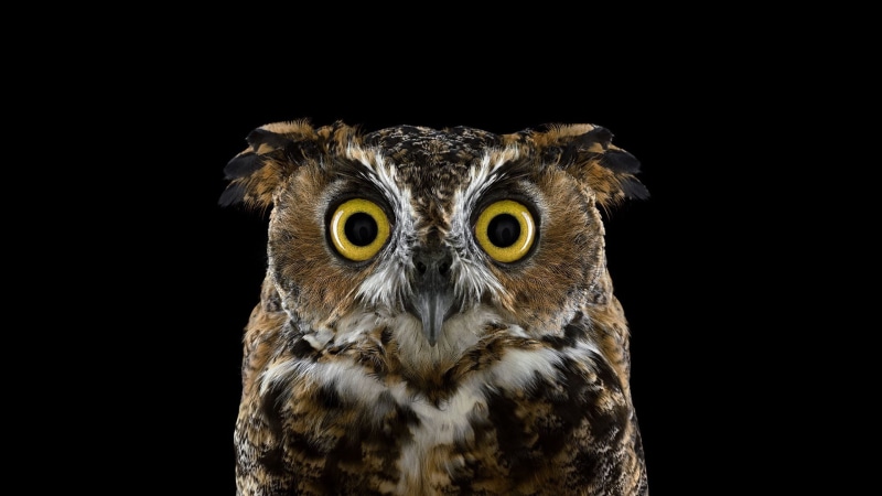 animal, studio shot, bird of prey, animal body part, aggression, no people, brown, black background, animals in the wild, nature, indoors, animal head