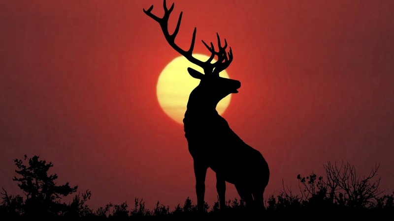 nature, sky, sunset, tree, elk, animals, full, deer, no people, vertebrate, antler, animal wildlife, Sun, plant, land, domestic animals, herbivorous, animals in the wild
