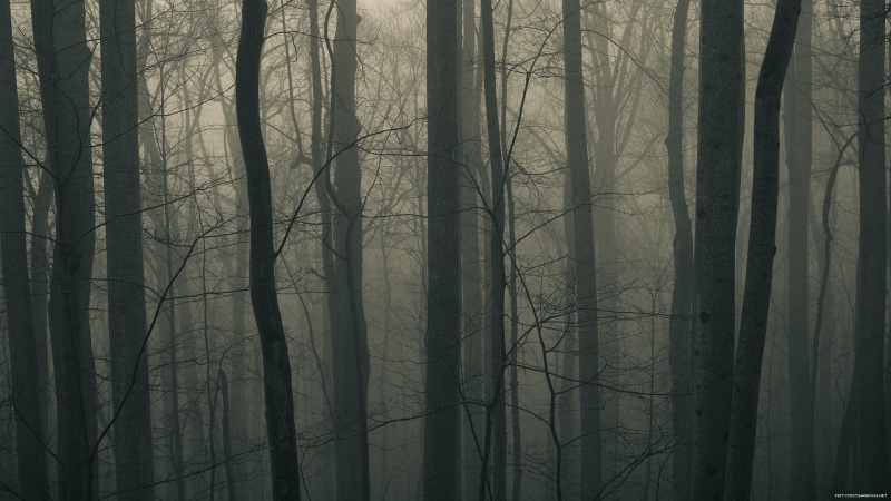 growth, plant, branch, hazy, tree trunk, winter, bare, 1080P, trees, tree, dark, bare tree, woodland, land, forest, nature, non-urban scene, beauty in nature
