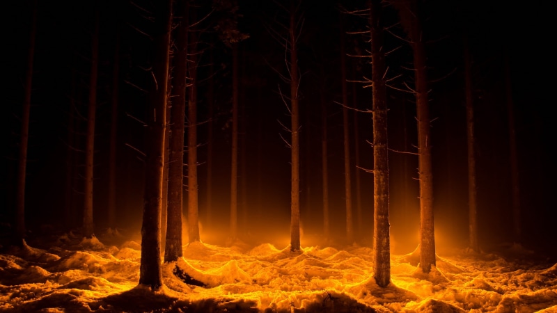 forest, pine woodland, dark, painting, nature, scenics - nature, lights, burning, snow, fire, bare, pine tree, trunk, woodland, plant, fire - natural phenomenon