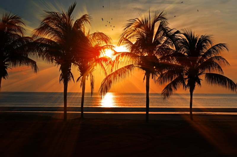 golden, clouds, palm, seaside, horizon, water, trees, swimming pool, silhouette, sky, horizon over water, 4K, paradise, sun, scenic, land, summer, sea