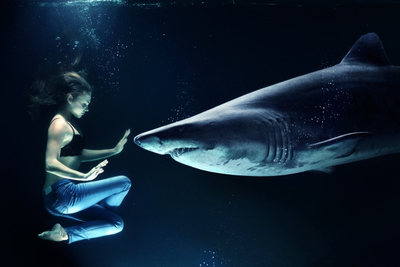 human host, sea, digital art, sea life, young adult, model, animals and humans, hold your breath, animal, risk, shark teeth, photo, photo montage, jeans