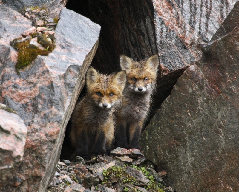 group of animals, animal wildlife, solid, baby animals, outdoors, rock, day, tree, no people, rock - object, animal family, foxes, 1080P, nature, animals in the wild