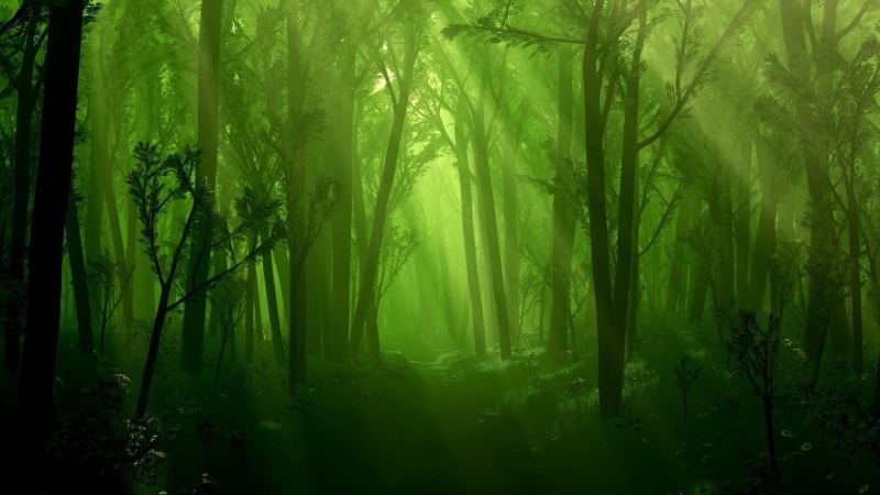 1080P, green, 1920x1080, dark, hd, dark forest, forest