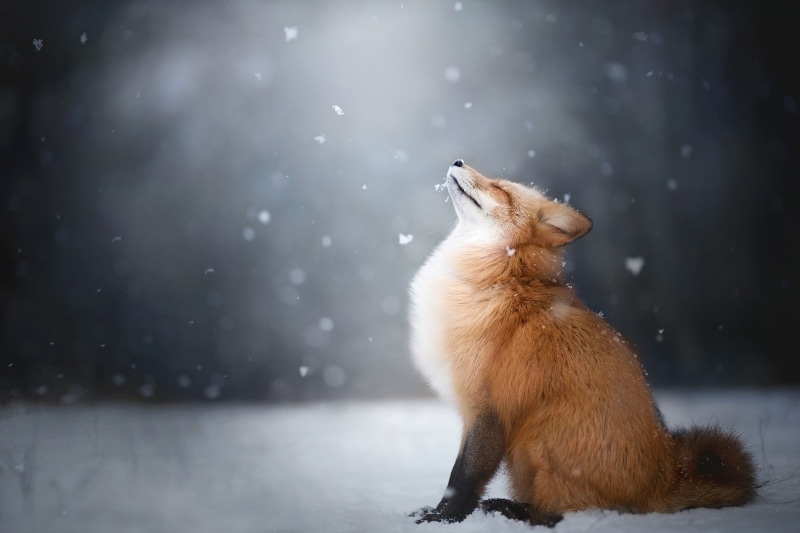 domestic animals, nature, snow, red, 1080P, snowing, animal wildlife, one animal, mammal, domestic, fox, animals in the wild, no people, animal themes