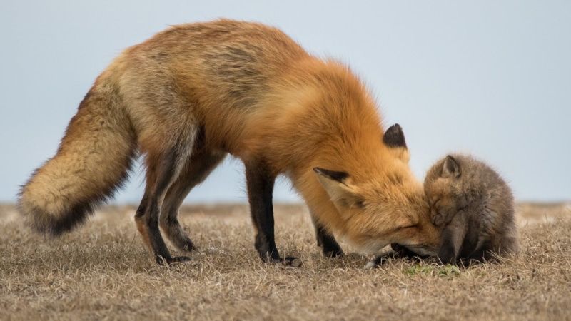 animal body part, young animal, animal, animals in the wild, land, day, no people, grass, brown, one animal, mammal, fox, environment, animal themes, vertebrate