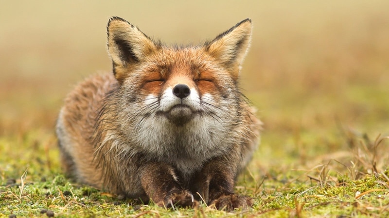 animal themes, close-up, no people, animal, animal wildlife, vertebrate, outdoors, grass, animals in the wild, animals, portrait, field, focus on foreground