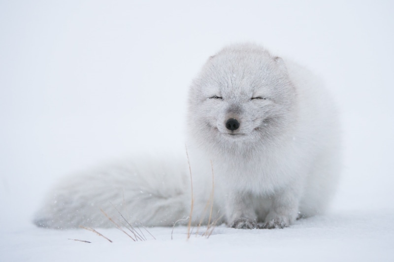winter, polar bear, animal themes, full length, nature, animals, wildlife, mammal, looking at camera, one animal, cold temperature, animal, softness, snow