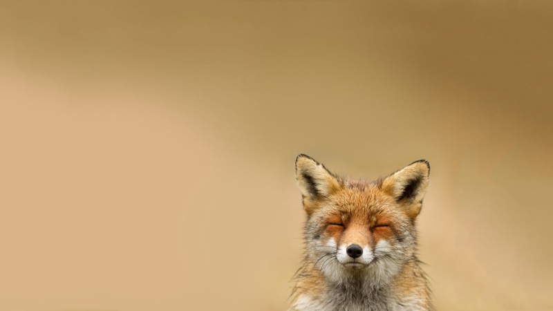 nature, focus on foreground, portrait, looking, animals in the wild, stealth, animal wildlife, animal body part, looking at camera, front view, fox, mammal
