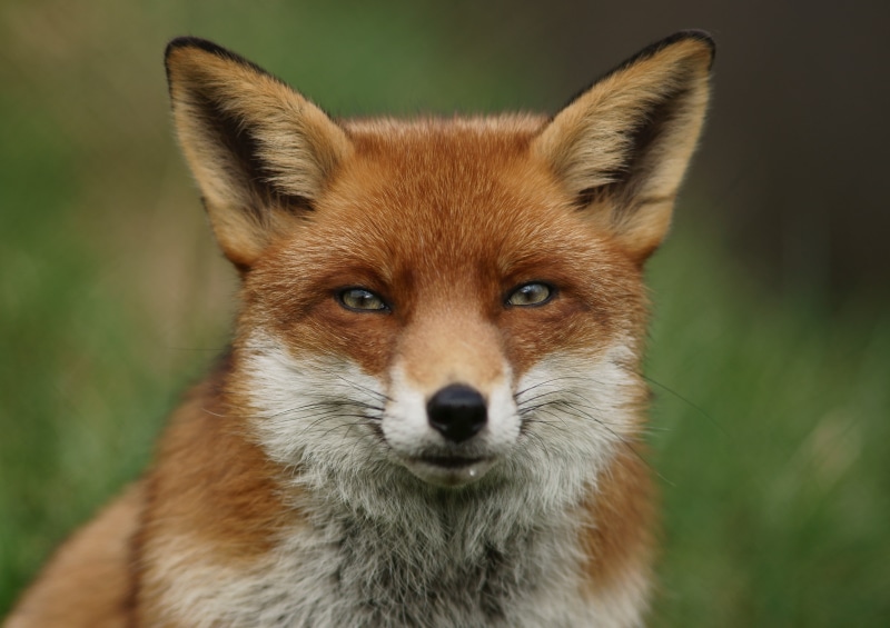 4K, red Fox, brown, photography, animals In The Wild, fox, closeup, nature, mammal, wildlife, animal, white