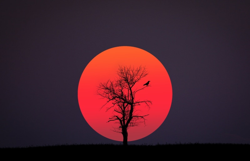 sunset, loneliness, tranquility, illustration, night, orange Color, silhouette, back Lit, bare, moon, forest, autumn, outdoors, blue, sky, geometric shape