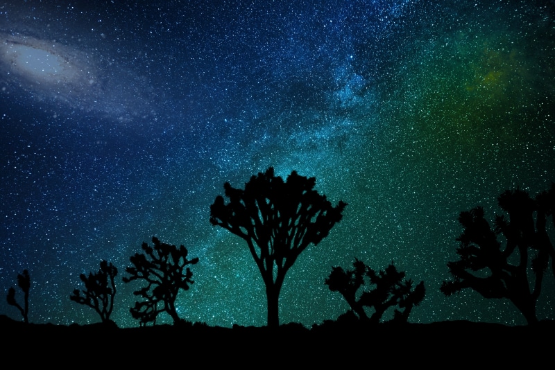 growth, starry sky, backgrounds, nebula, tranquil scene, outdoors, forest, illustration, star, landscape, low angle view, moonlight, 5K, scenics - nature