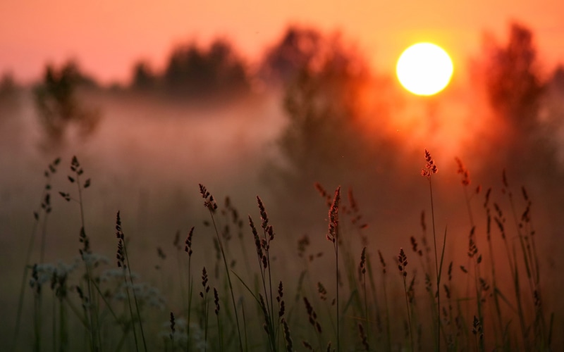 Grass, Forest, Sun, Sunset, 2K, Warm