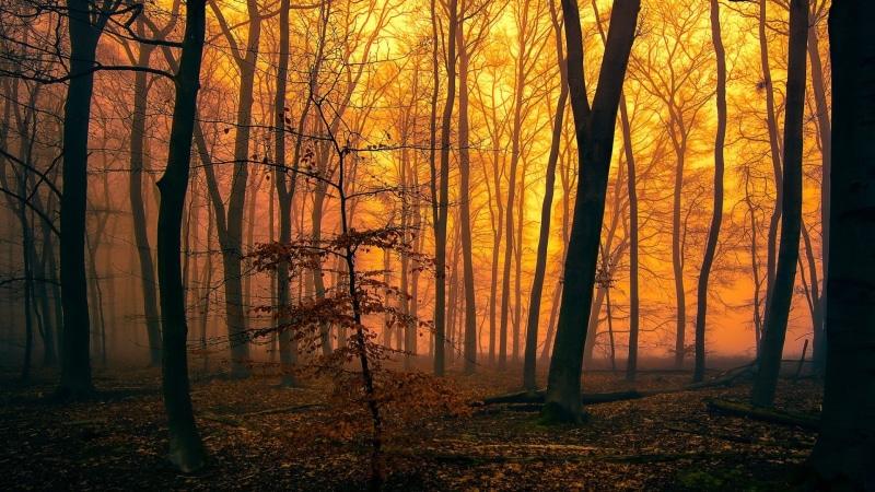 october, nature, land, rural Scene, change, beauty In Nature, fall, scenics, dawn, park - Man Made Space, no People, leaves, tree, scenics - nature, red