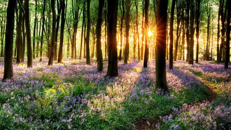 sunray, forest, flowers, sunset, spring, trees, flowery, grass, 4K