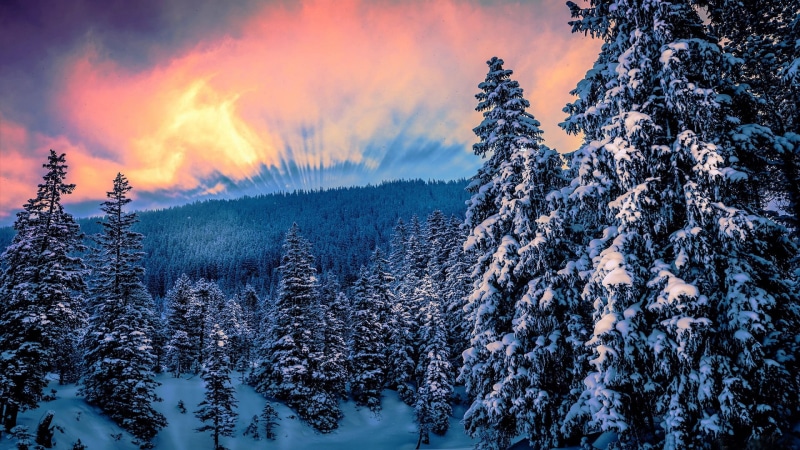 non-urban scene, forest, evergreen tree, trees, snow, winter, scenics - nature, 1080P, plant, nature, cold temperature, woodland, covered, outdoors, pine woodland