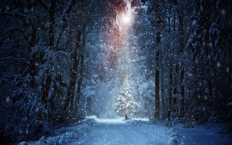 rays, winter, trees, light rays, snow, 2K, forest, covered, sun, light, snowdrifts, road, tree
