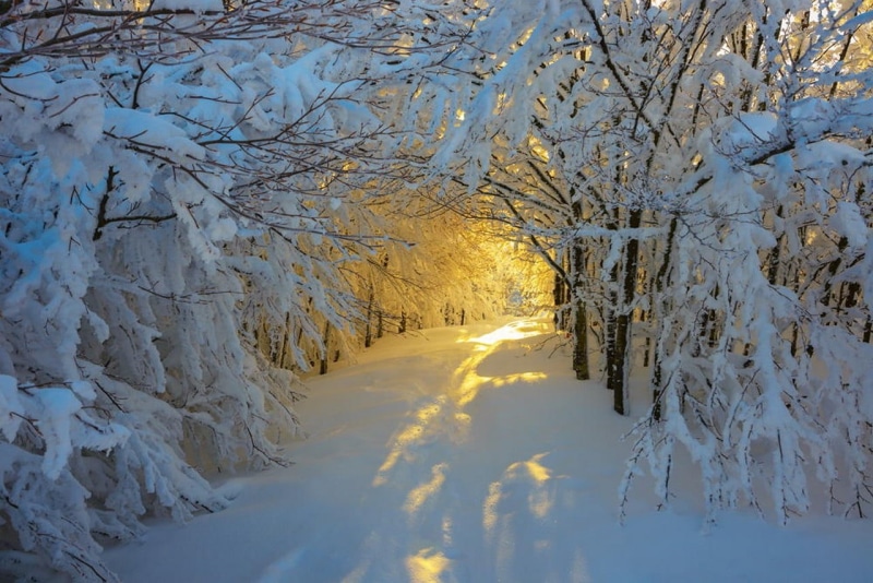 nature, no people, white, yellow, leafless, winter, plant, direction, forest, trees, day, beauty in nature, tranquil scene, snow, landscape, Italy, tranquility