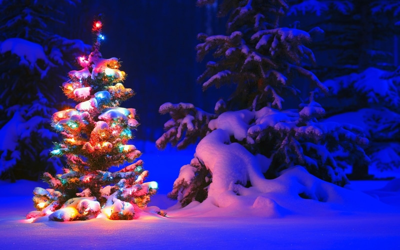 1080P, Lights, Forest, Christmas, Tree, Snow