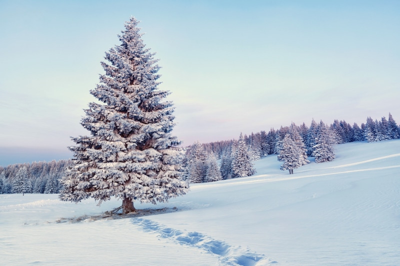 covered, tree, forest, snow, nature, pine, 4K, winter, snowflakes