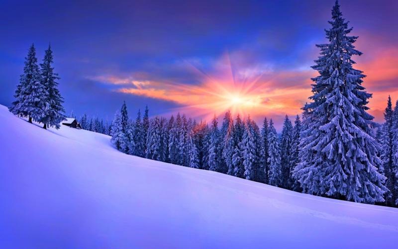 woodland, coniferous tree, covered, sun, cold temperature, lens flare, sunset, pine woodland, environment, snow, beauty in nature, tree, plant, snowcapped mountain