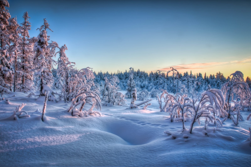 covered, 4K, forest, snow, frozen, trees, winter, landscape, nature