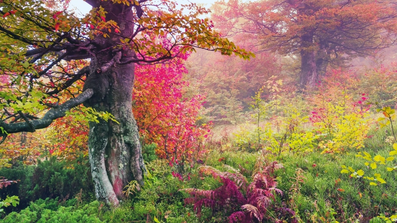 8K, high resolution images of nature 7680x4320