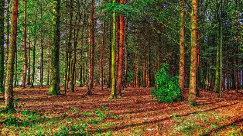 high resolution images of nature 7680x4320, 8K