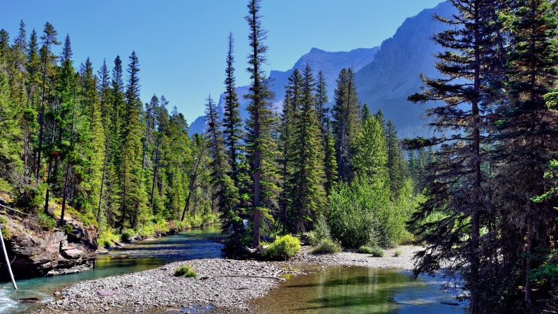 land, pine tree, water, day, non-urban scene, scenics - nature, green color, forest, beauty in nature, 8K, nature, flowing, ultra hd  8k 7680x4320 nature