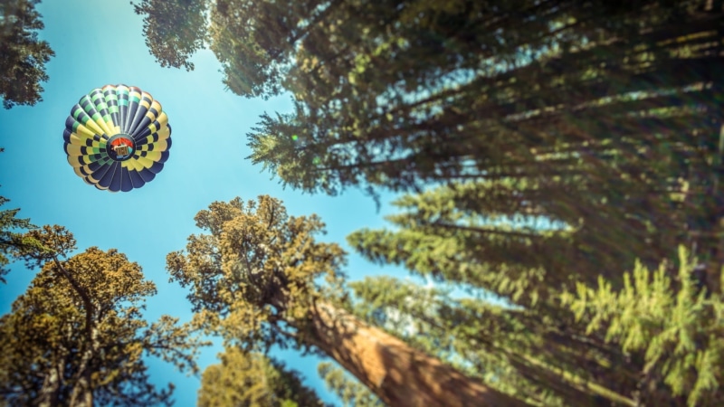 tree, adventure, amusement park, green, multi colored, day, nature, outdoors, low angle view, parachute, leisure activity, blue, no people, sky, yellow