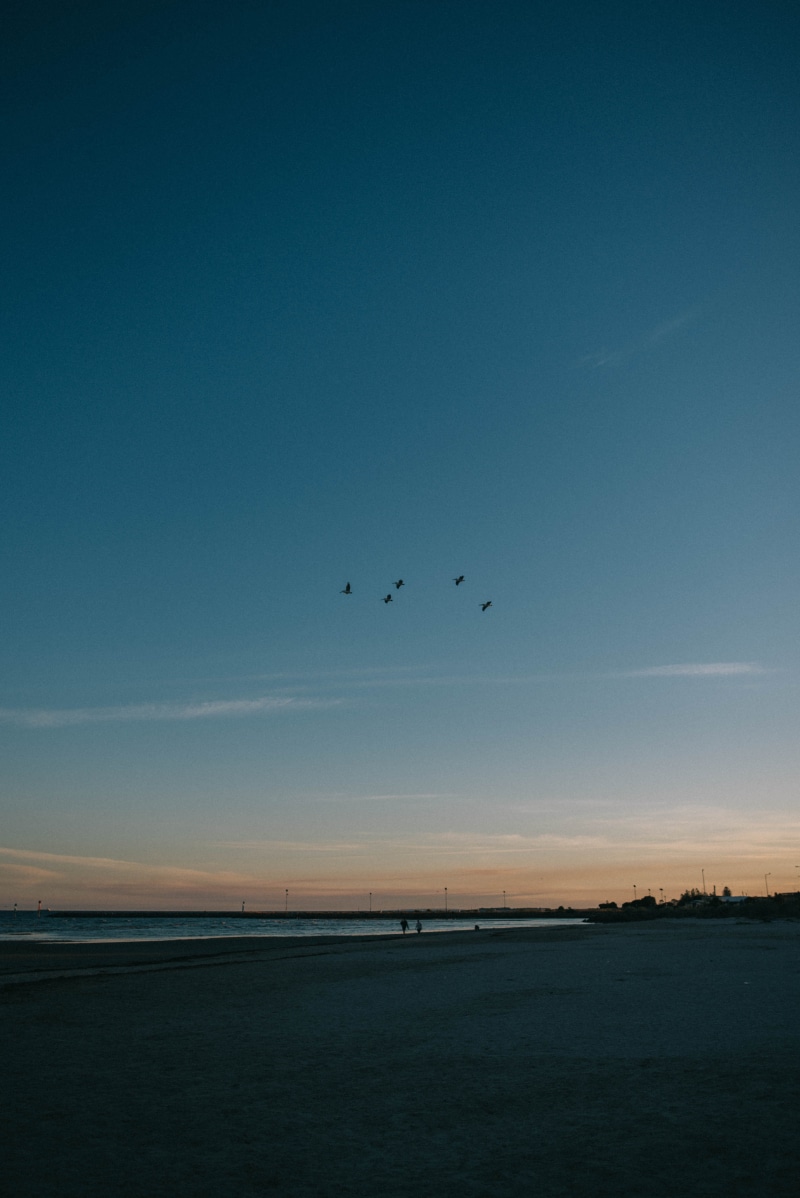 environment, water, group of animals, beauty in nature, retro, landscape, sky, no people, grunge, copy space, scenics - nature, flock of birds, tranquil scene