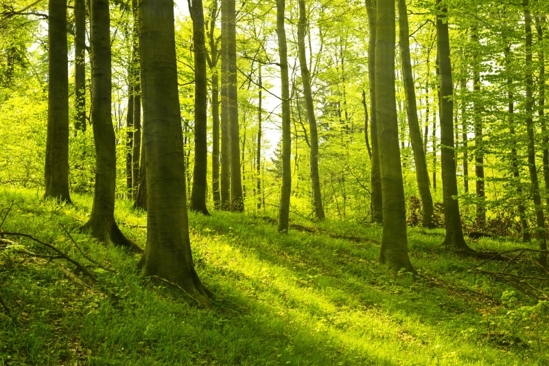 landscape, Stimmung, sun, sunlight, tree, Wald, green, light - Natural Phenomenon, leaf, Ich, 4K, beauty In Nature, summer, nature, liebe, green Color